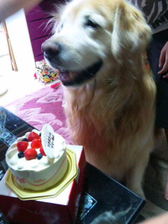 ホールケーキでお誕生日のお祝いをする大型犬