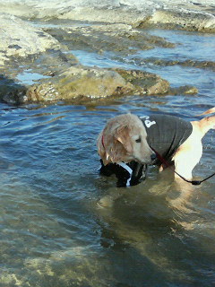 ラッシュガードの代わりに洋服を着て海遊びする大型犬