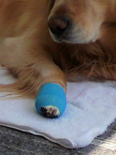 怪我をした犬の肉球にペット用包帯を巻く