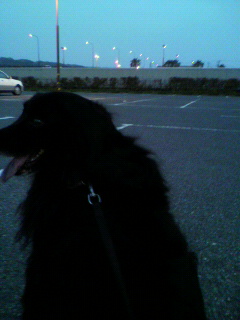 黒い大型犬　夜の散歩