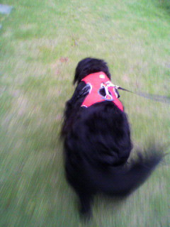 レッドMのウェブマスターハーネスで走る大型犬の女の子