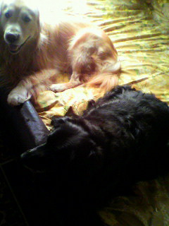 大型犬と寝るベッドのカバー