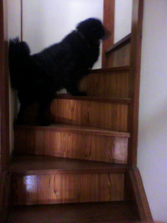大型犬におすすめの階段滑り止めマット ゴールデンの りきまる情報館