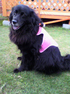 大型犬リリー　暑さ対策のクールベスト着用