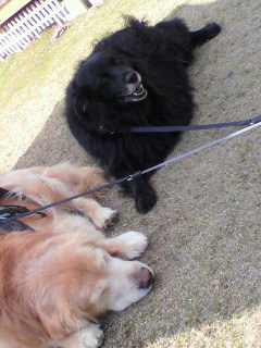 芝生で遊ぶ大型犬たち