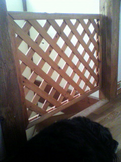 階段上に設置したペットゲートの前で寝る大型犬りりー
