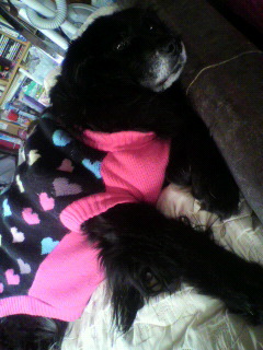 セーターを着る大型犬リリー