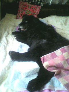 介護中でベッドに寝たきりの大型犬りりー