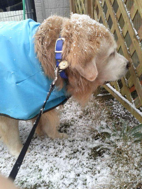 雪の日の大型犬の防寒着