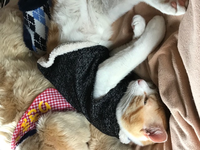 手作りの洋服を着る猫のマンチカン
