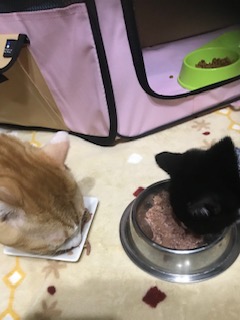 狼鿩٤ǭ