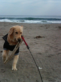 砂浜で走るりきまる　1歳