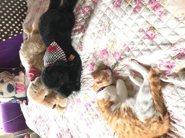 猫とベッドカバー