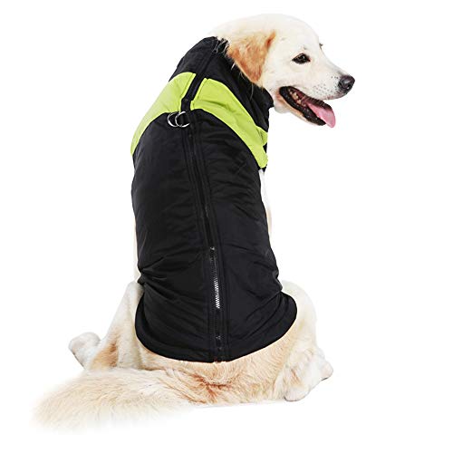 防寒ジャケットを着た大型犬ラブラドールレトリバー