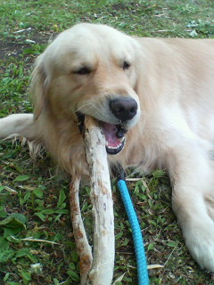 木をおもちゃにする大型犬