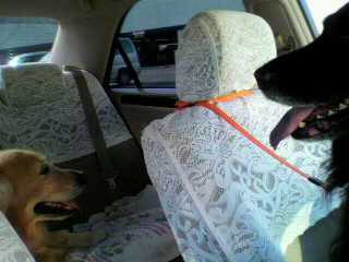 車のシートに座る大型犬2頭