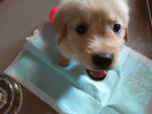 子犬の病気　ゴールデンレトリバーの予防接種
